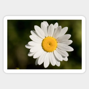 Dew covered Ox-eye Daisy Sticker